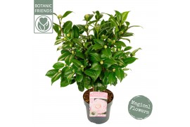 Camellia japonica Camellia jap. Nuccios Cameo Premium25 bl.
