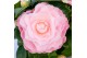Camellia japonica Camellia jap. Nuccios Cameo Premium25 bl. 