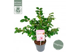 Camellia Camellia ja.Winter Perfume Pink® Premium15 bl.
