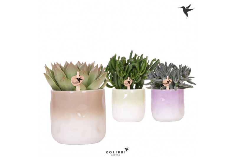 Succulenten mix Kolibri Greens Succulenten mix in Gradience pot mix1 p 