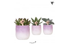 Succulenten mix Kolibri Greens Succulenten mix in Gradience pot lila m