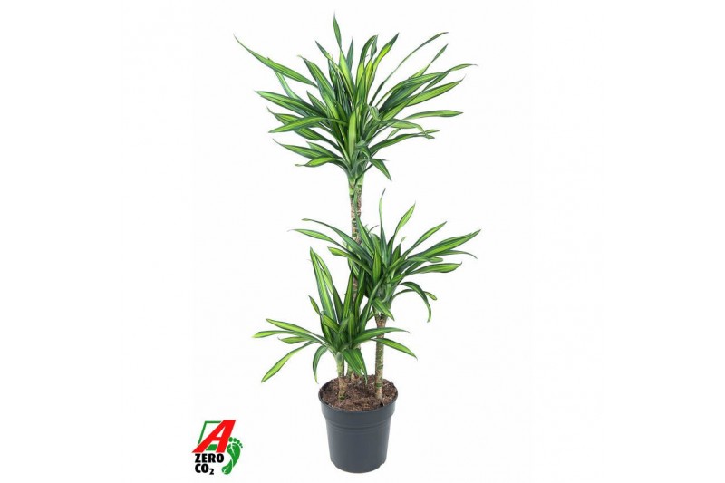 Dracaena fragr. riki Dracaena Riki 60-30-15pp 
