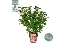 Camellia japonica Camellia jap. Mary Williams Premium 25 bl.