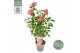 Camellia japonica Camellia jap. Mary Williams Premium 25 bl. 