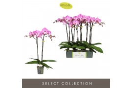 Phalaenopsis paars Optistar Hendrix 2 spike15 bl. 2 tak/plnt