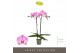 Phalaenopsis paars Optistar Hendrix 2 spike15 bl. 2 tak/plnt 