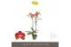 Phalaenopsis rood Optistar Spears 2 spike15 bl. 2 tak/plnt 