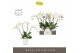 Phalaenopsis wit Theatro Jazz 5 spike in Molise White Aquo 24 bl. 5 ta 