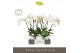 Phalaenopsis wit Theatro Jazz 5 spike in Molise White Aquo 24 bl. 5 ta 