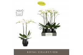 Phalaenopsis wit Maistro Bach 2 spike 60 cm in Abruzzo Black Aquo 18 b