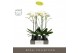 Phalaenopsis wit Maistro Bach 2 spike 60 cm in Abruzzo Black Aquo 18 b 