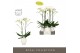 Phalaenopsis wit Maistro Bach 2 spike 70 cm in Abruzzo White Aquo 18 b 
