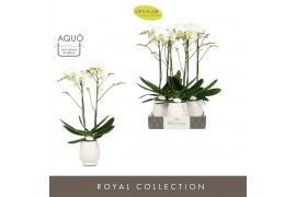 Phalaenopsis wit Maistro Bach 2 spike 70 cm in Abruzzo White Aquo 18 b