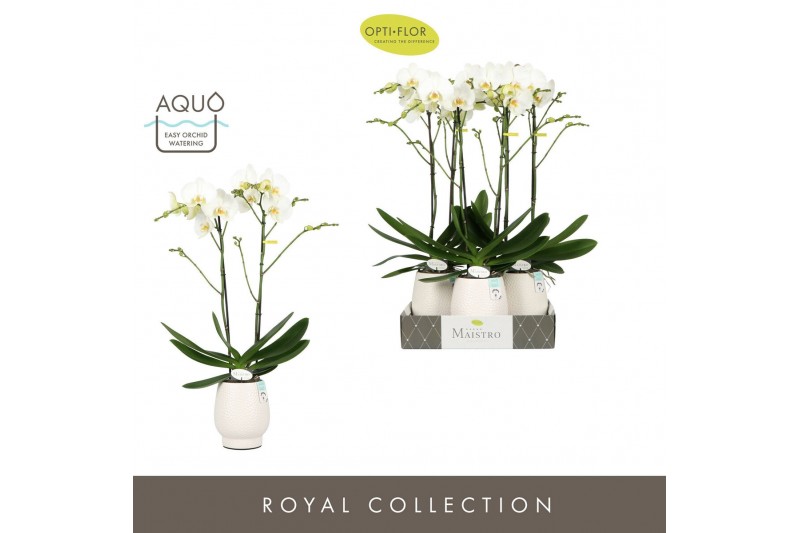 Phalaenopsis wit Maistro Bach 2 spike 70 cm in Abruzzo White Aquo 18 b 
