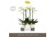 Phalaenopsis wit Maistro Bach 2 spike 70 cm in Abruzzo White Aquo 18 b 