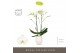 Phalaenopsis wit Maistro Bach 2 spike 70 cm in Abruzzo White Aquo 18 b 
