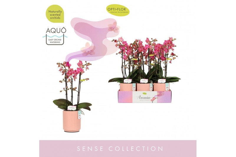 Phalaenopsis multiflora oranje Aromio Floral 3 spike in Salmon Molise  