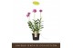 Epidendrum Epidendrum Misti 1 tak/plnt 1000 gram 