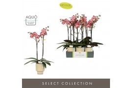 Phalaenopsis rood Optistar Gaga 2 spike in Emilia Sand Aquo 15 bl. 2 t