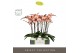 Phalaenopsis oranje Optistar Suki 2 spike in Molise White Aquo 15 bl.  