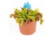 Dionaea muscipula 