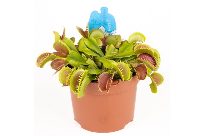 Dionaea muscipula 