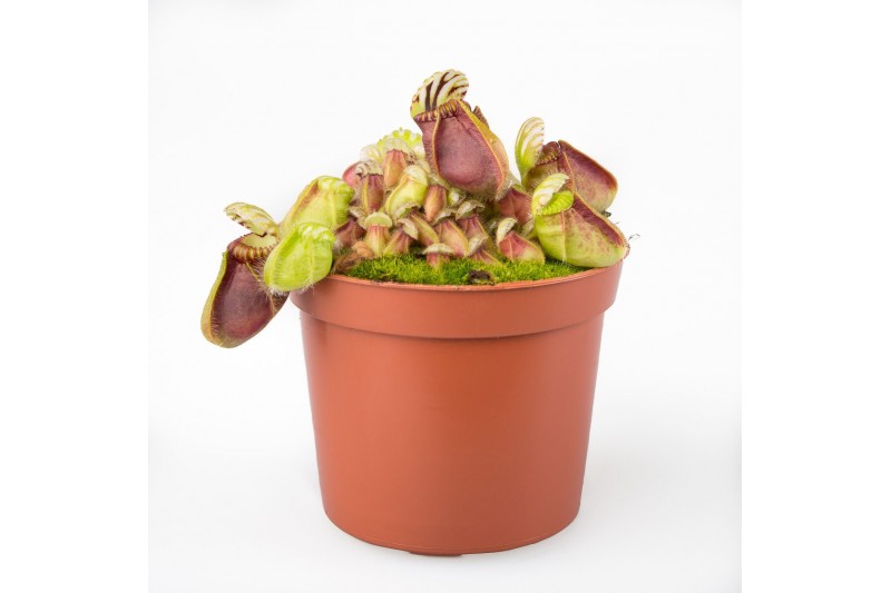 Vleesetende planten Cephalotus follicularis 