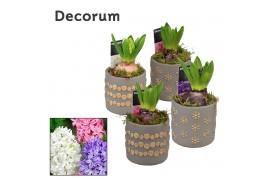 Arrangementen hyacinthus Hyacint Stars and Dots HL10890 [PURE] 1 pp 30