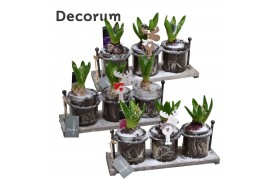 Arrangementen hyacinthus Hyacint Serviro HL19852 [PURE] 3 pp 75 bl. 3 