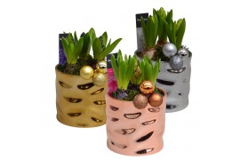 Arrangementen hyacinthus Hyacint Tri-color Gold Maxi HL11202 [SHINY & 