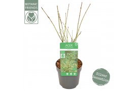 Acer palmatum butterfly Acer palm. Butterfly1 pp