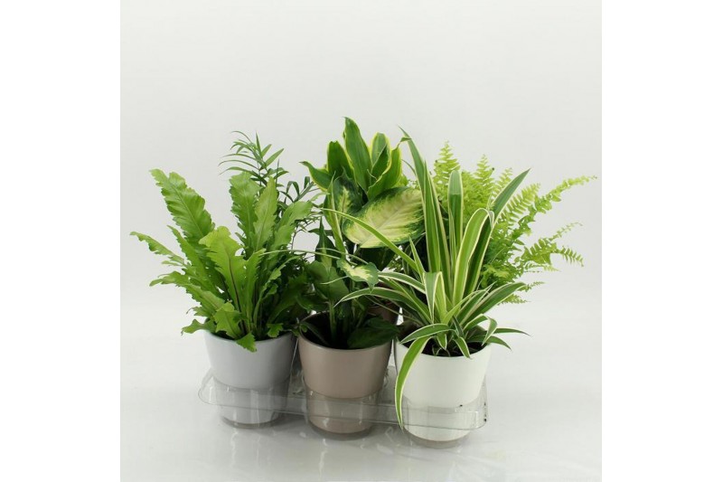 Kamerplanten mix K-3 Mixplanten in Keramiek 