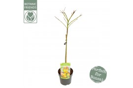 Acer palmatum little princess Acer palm. Little Princess40 cm cm stam