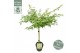 Acer palmatum little princess Acer palm. Little Princess40 cm cm stam 