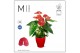 Anthurium andr. karma red Mimesis Anthurium KARMA Red - Carolina Red5  