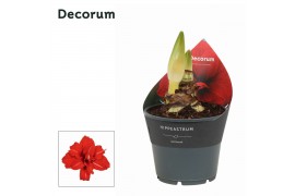 Hippeastrum double galaxy grp red peacock Red Peacock 2 Knop (Decorum)