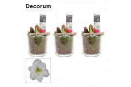 Hippeastrum Wit 2 Knop Claudia glas KERST (Decorum)