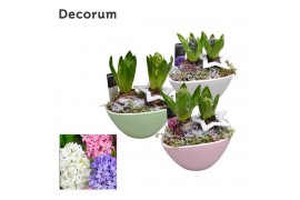 Arrangementen hyacinthus Hyacint Lynn HL17342 [LOVELY COLORS] 2 pp 60 