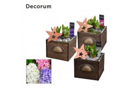Arrangementen hyacinthus Hyacint Wooden Drawer HL10752 [PURE] 3 pp 75 