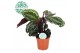 Calathea medaillon Calathea Medallion p17 