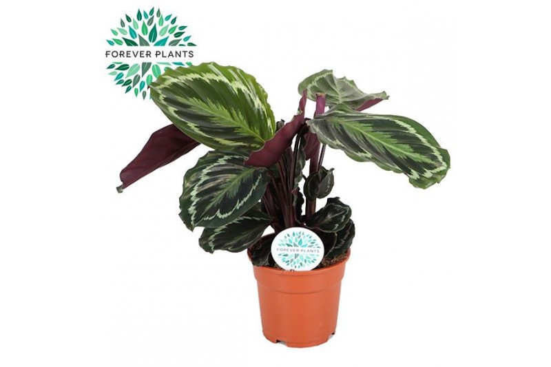 Calathea medaillon Calathea Medallion p17 