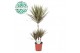Dracaena marg. bicolor Dracaena Bicolor p21, 45+15+10 3 pp 