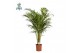 Dypsis lutescens Dypsis Lutescens p21 (Areca) (Air so Pure) 25 pp 