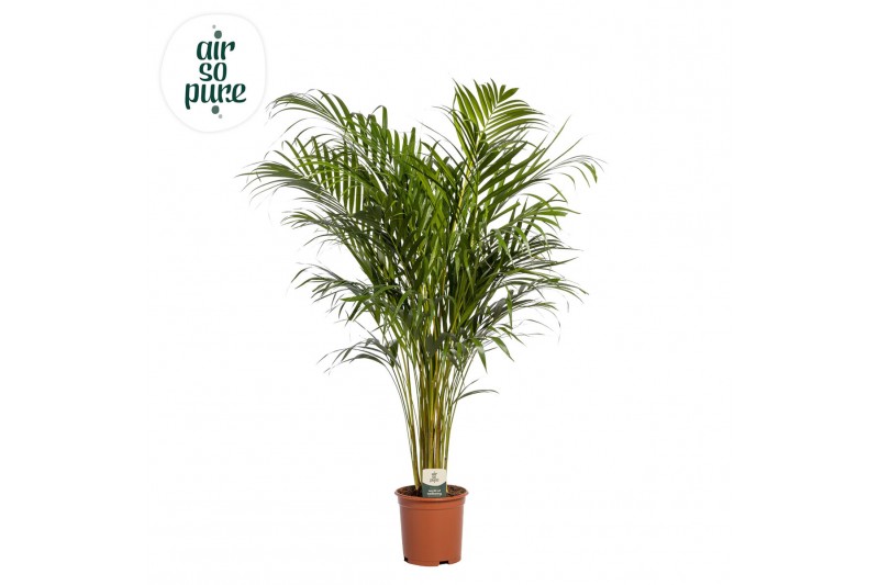 Dypsis lutescens Dypsis Lutescens p21 (Areca) (Air so Pure) 25 pp 