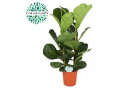 Ficus lyrata Ficus Lyrata, 2pp, p24 2 pp