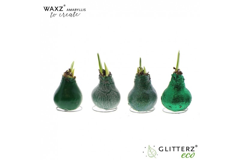 Hippeastrum gewaxt Waxz® to Create Dark Green1 tak 