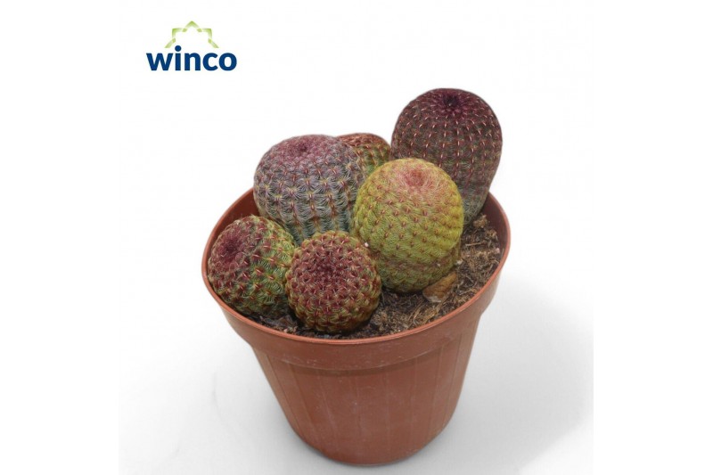 Echinocactus Echinocereus Rubrispinus (group) 