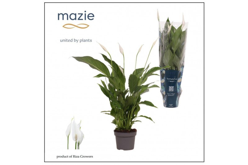 Spathiphyllum strauss 3+ - Ultimo 