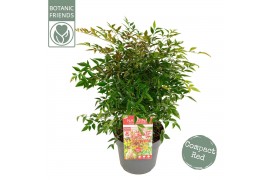 Nandina domestica obsessed Nandina dom. Obsessed