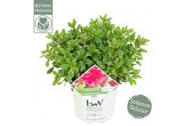 Rhododendron Rhododendron Bollywood ®